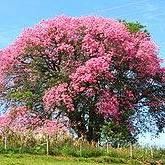 CEIBA Pracownia Psychoterapeutyczna