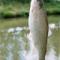 Pstrąg złapany na łowisku-smażalni FISCHLAND w Trzebieszowicach (k. Lądka Zdroju)