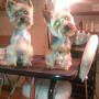 yorki