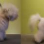 Bichon frise