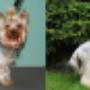 Yorkshire terrier przed i po strzyżeniu