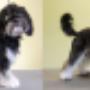 psiak w typie shih tzu po ostrzyżeniu