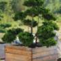 bonsai1