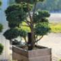 bonsai