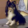 sheltie