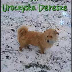 Uroczysko Deresze