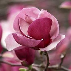 Magnolia. Sklep ogrodniczy. Skorupa C.