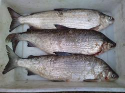 Usługi i Produkcja Sprzętu RYB-ŻAK. Jolanta Popławska