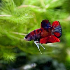 Aquapet s.c. Hurtownia akwarystyczno - zoologiczna. Akwaria, pokrywy na zamówienie