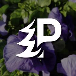 Pudełko Danuta. Szkółka drzew i krzewów ozdobnych