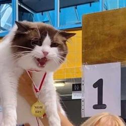 Koty Agaty*PL Hodowla Kotów Rasy Ragdoll. Bożena Puchała-Wolak