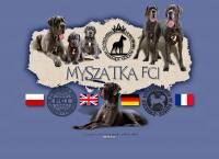 Myszatka. Hodowla dogów niemieckich