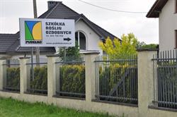 Szkółka Roślin Ozdobnych Pudełko. P9, sadzonka