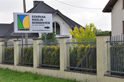 Szkółka Roślin Ozdobnych Pudełko. P9, sadzonka
