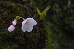 Sakura. Fundacja Krzewienia Kultury Japońskiej