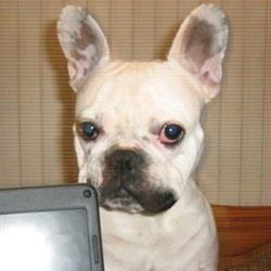 Jasińska Ewa, lek. wet. Gabinet weterynaryjny