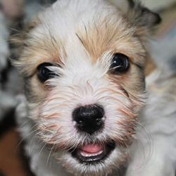 Saneli Krystyna Michałowska
