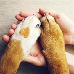 Gabinet Weterynaryjny Animals