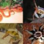 terrerystyka, pająki, węże, kraby, kameleony, gekony, żółwie, patyczaki, terraria