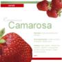 truskawki deserowe camarosa