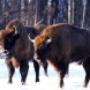 Wycieczka do Białowieży