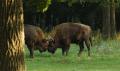 Wycieczka do Białowieży