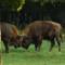 Bialowieza