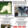 BIAŁY KIEŁ