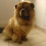 CHOW-CHOW