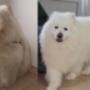 SAMOJED