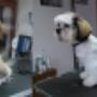 SHIH-TZU