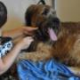 Briard Fibi