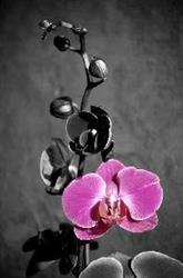 Orchidea. Kwiaciarnia