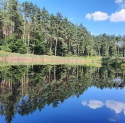 Nadleśnictwo