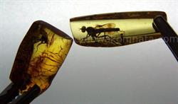 Bursztynowa Komnata Muzeum Bursztynu Wojciech Głodzik