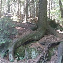 Kawiecka-Przybyła Dagmara, lek. stomatolog. Gabinet