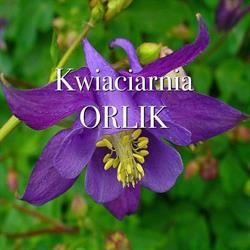 Kwiaciarnia Pabianice. Kwiaciarnia Orlik.