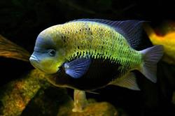 Sklep Zoologiczny Skalar. Kazimiera Siara