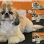 Shiz-tzu