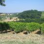 winnica 3