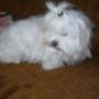 sunia