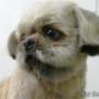shih-tzu