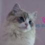 Champion Ofelia