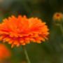 calendula