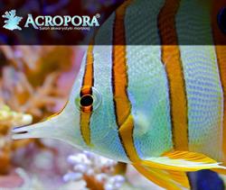 ACROPORA. SALON AKWARYSTYKI MORSKIEJ