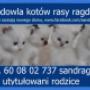 koty ragdoll na sprzedaż