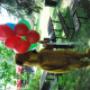 balony rozdaje mis puchatek