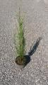 Jałowiec skalny Skyrocket (Juniperus scopulorum Skyrocket)