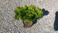 Tuja Danica (Thuja occidentalis Danica)