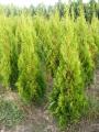 Tuja smaragd (Thuja occidentalis Smaragd)
